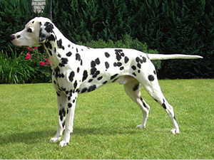 2003_Spike 2003_Spike