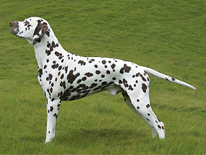 2006_toffee 2006_toffee