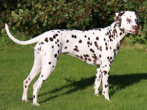 Aziza-Bahati von der Ibergquelle